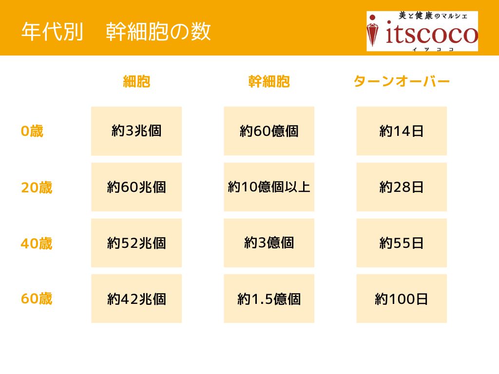 年代別幹細胞の数